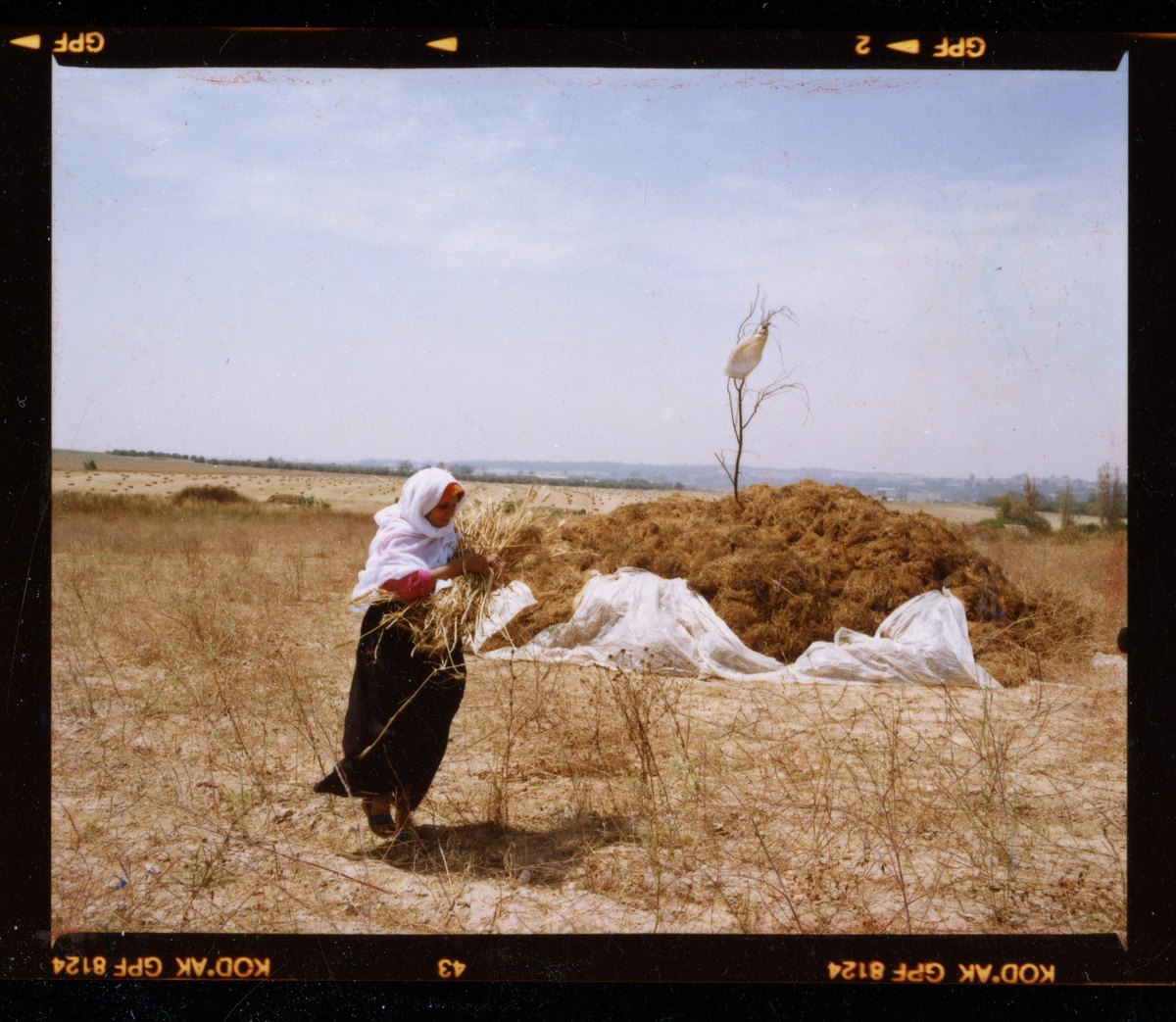 A woman carrying an armful of straw in a harvested field